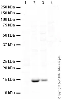 Western blot - Anti-H-FABP antibody (AB45966)