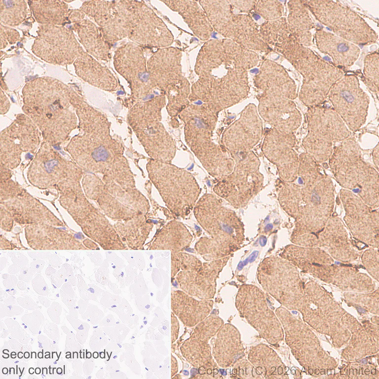 Immunohistochemistry (Formalin/PFA-fixed paraffin-embedded sections) - Anti-H-FABP antibody [EPR22017-264] - BSA and Azide free (Detector) (AB281064)