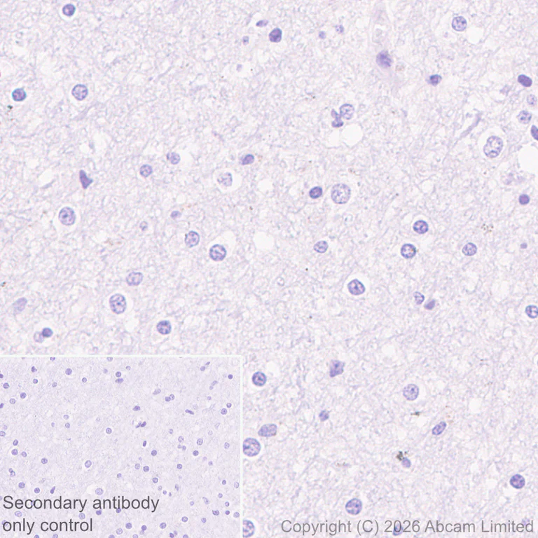 Immunohistochemistry (Formalin/PFA-fixed paraffin-embedded sections) - Anti-H-FABP antibody [EPR22017-264] - BSA and Azide free (Detector) (AB281064)
