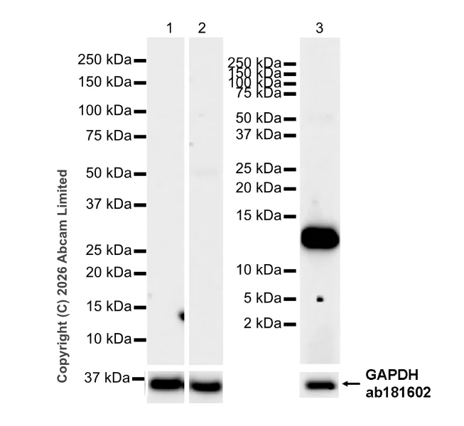 Western blot - Anti-H-FABP antibody [EPR22017-264] - BSA and Azide free (Detector) (AB281064)