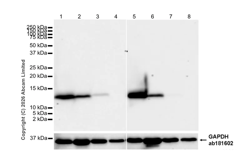 Western blot - Anti-H-FABP antibody [EPR22017-264] - BSA and Azide free (Detector) (AB281064)