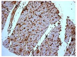 Immunohistochemistry (Formalin/PFA-fixed paraffin-embedded sections) - Anti-H-FABP antibody [EPR6126] - BSA and Azide free (AB248565)