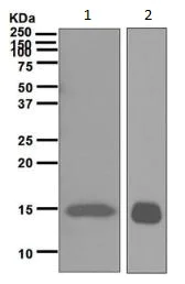 Western blot - Anti-H-FABP antibody [EPR6126] - BSA and Azide free (AB248565)