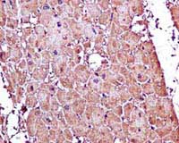 Immunohistochemistry (Formalin/PFA-fixed paraffin-embedded sections) - Anti-H-FABP antibody [EPR6127] - BSA and Azide free (AB248085), expandable thumbnail