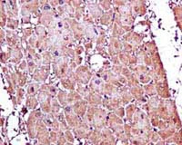 Immunohistochemistry (Formalin/PFA-fixed paraffin-embedded sections) - Anti-H-FABP antibody [EPR6127] - BSA and Azide free (AB248085)