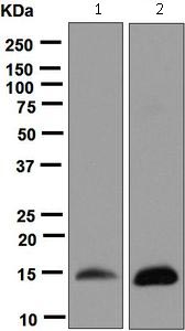 Western blot - Anti-H-FABP antibody [EPR6127] - BSA and Azide free (AB248085), expandable thumbnail