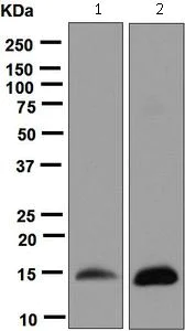 Western blot - Anti-H-FABP antibody [EPR6127] - BSA and Azide free (AB248085)
