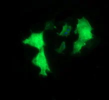 Immunocytochemistry/ Immunofluorescence - Anti-H-protein antibody [OTI3G1] (AB156763)