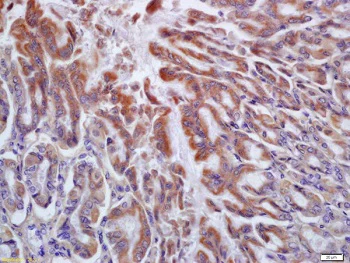 Immunohistochemistry (Formalin/PFA-fixed paraffin-embedded sections) - Anti-H2R antibody (AB215992)