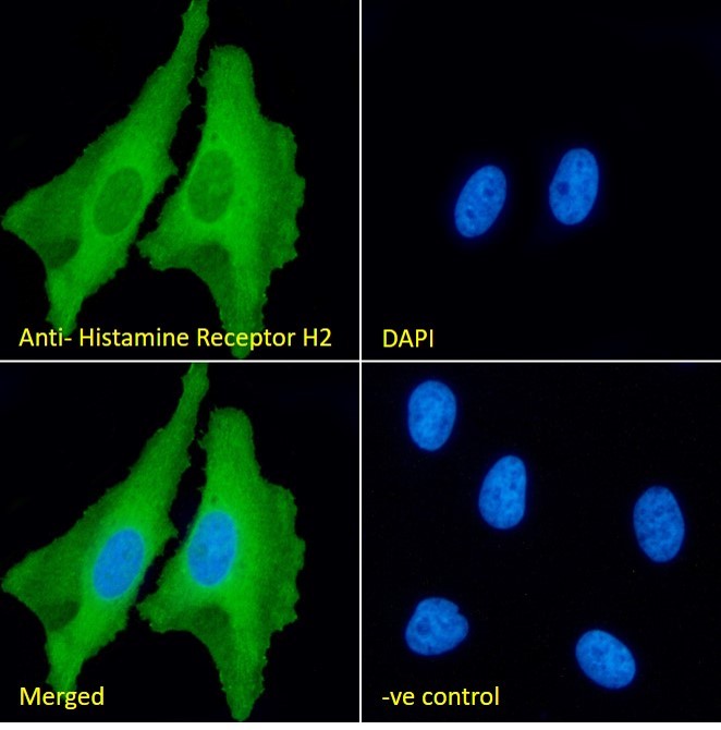 Immunocytochemistry/ Immunofluorescence - Anti-H2R antibody (AB39964), expandable thumbnail