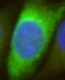 Immunocytochemistry/ Immunofluorescence - Anti-HA tag antibody [12CA5] (AB1424), expandable thumbnail
