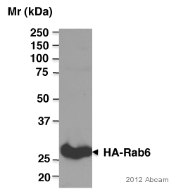 Western blot - Anti-HA tag antibody [12CA5] (AB1424), expandable thumbnail
