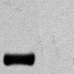 Western blot - Anti-HA tag antibody (AB134028)