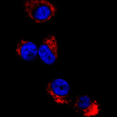 Immunocytochemistry/ Immunofluorescence - Anti-HA tag antibody (AB20084)