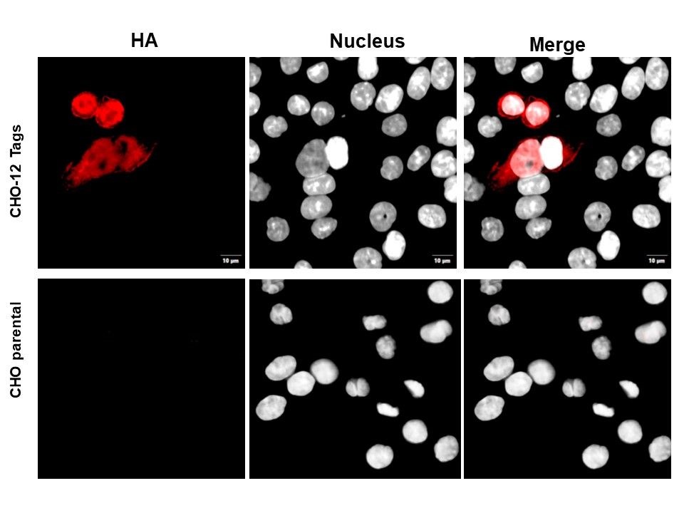 Immunocytochemistry/ Immunofluorescence - Anti-HA tag antibody (AB9111), expandable thumbnail
