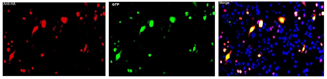 Immunocytochemistry/ Immunofluorescence - Anti-HA tag antibody (AB9111), expandable thumbnail