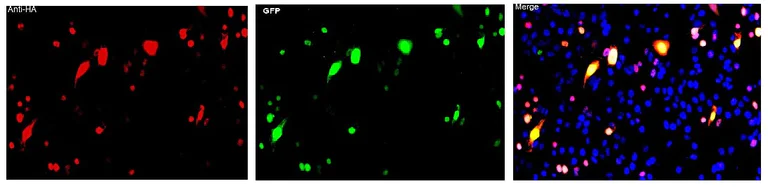 Immunocytochemistry/ Immunofluorescence - Anti-HA tag antibody (AB9111)