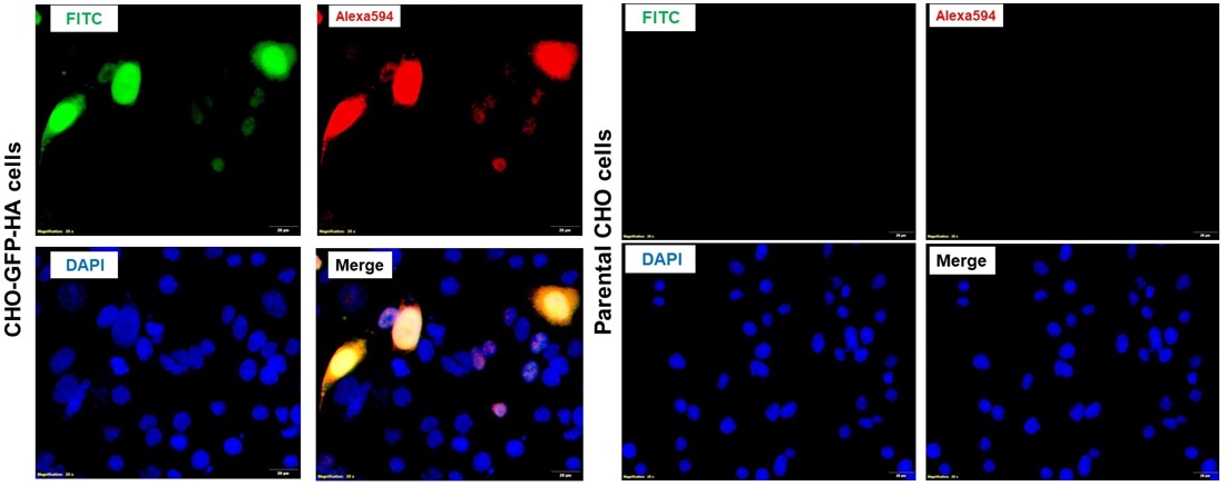 Immunocytochemistry/ Immunofluorescence - Anti-HA tag antibody (AB9111), expandable thumbnail