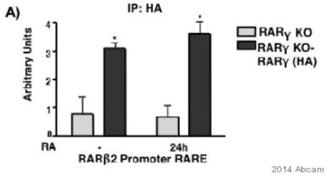 ChIP - Anti-HA tag antibody - ChIP Grade (AB9110)