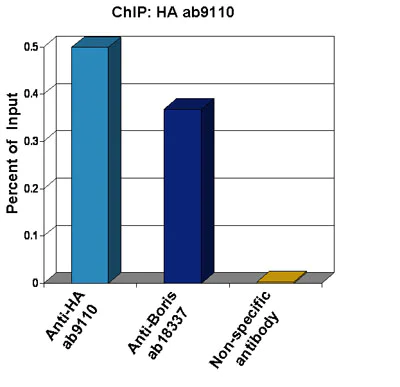 ChIP - Anti-HA tag antibody - ChIP Grade (AB9110)