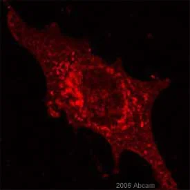 Immunocytochemistry/ Immunofluorescence - Anti-HA tag antibody - ChIP Grade (AB9110)
