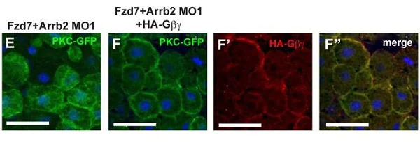 Immunocytochemistry/ Immunofluorescence - Anti-HA tag antibody - ChIP Grade (AB9110)