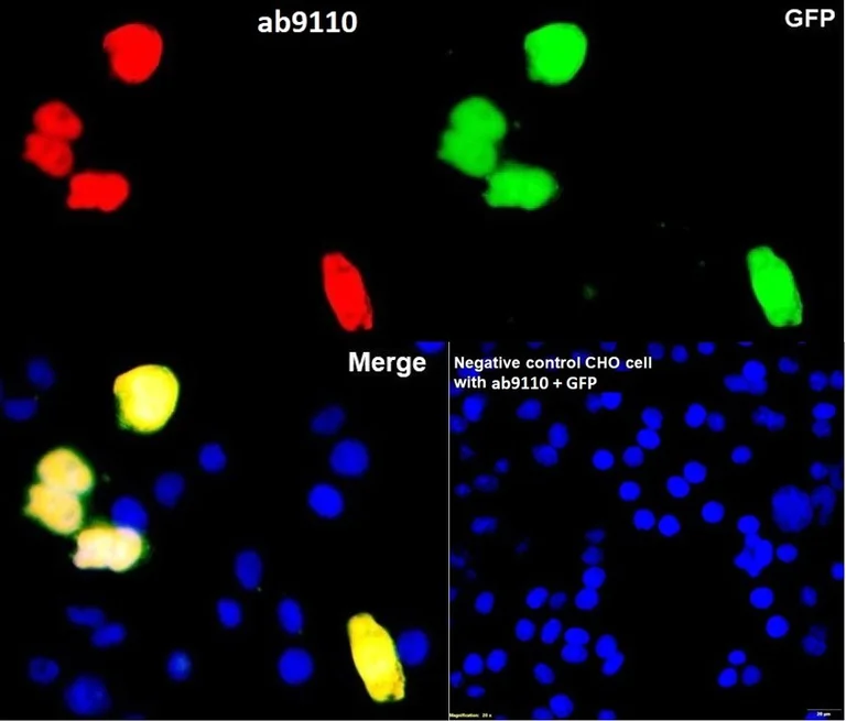 Immunocytochemistry/ Immunofluorescence - Anti-HA tag antibody - ChIP Grade (AB9110)