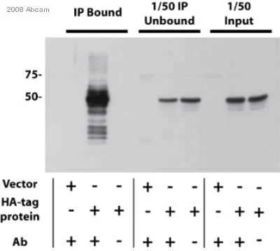 Immunoprecipitation - Anti-HA tag antibody - ChIP Grade (AB9110)