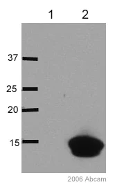 Western blot - Anti-HA tag antibody - ChIP Grade (AB9110)