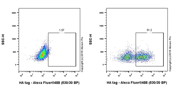 Flow Cytometry (Intracellular) - Anti-HA tag antibody [EPR22819-101] (AB236632)