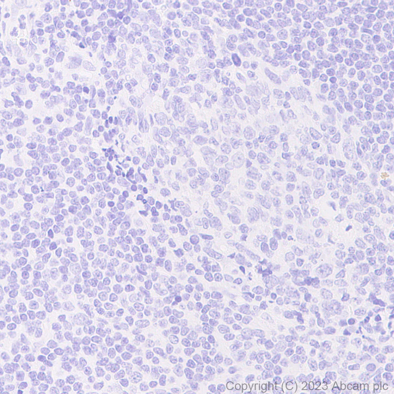 Immunohistochemistry (Formalin/PFA-fixed paraffin-embedded sections) - Anti-HA tag antibody [EPR22819-101] (AB236632)