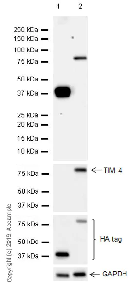 Western blot - Anti-HA tag antibody [EPR22819-101] (AB236632)