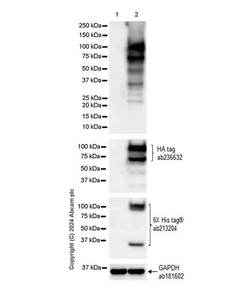 Western blot - Anti-HA tag antibody [EPR22819-101] (AB236632)