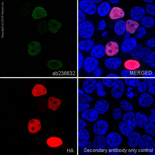 Immunocytochemistry/ Immunofluorescence - Anti-HA tag antibody [EPR22819-101] - BSA and Azide free (AB256483)