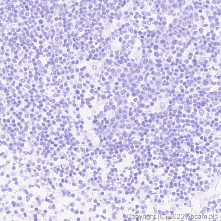 Immunohistochemistry (Formalin/PFA-fixed paraffin-embedded sections) - Anti-HA tag antibody [EPR22819-101] - BSA and Azide free (AB256483)