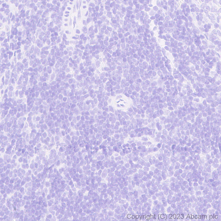 Immunohistochemistry (Formalin/PFA-fixed paraffin-embedded sections) - Anti-HA tag antibody [EPR22819-101] - BSA and Azide free (AB256483)