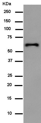 Western blot - Anti-HA tag antibody [EPR4095] - BSA and Azide free (AB238998), expandable thumbnail