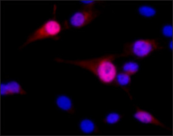Immunocytochemistry/ Immunofluorescence - Anti-HA tag antibody [HA-7] (AB49969), expandable thumbnail