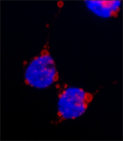 Immunocytochemistry/ Immunofluorescence - Anti-HA tag antibody [HA-7] (AB49969), expandable thumbnail