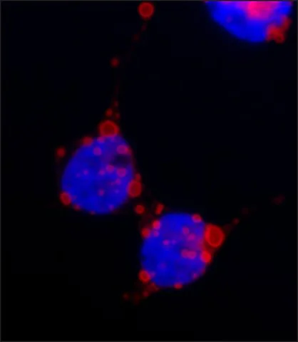 Immunocytochemistry/ Immunofluorescence - Anti-HA tag antibody [HA-7] (AB49969)