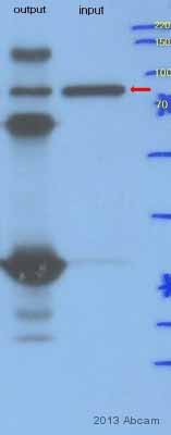 Immunoprecipitation - Anti-HA tag antibody [HA-7] (AB49969), expandable thumbnail
