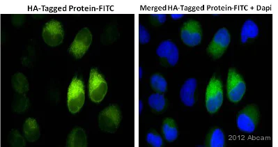 Immunocytochemistry/ Immunofluorescence - Anti-HA tag antibody [HA.C5] (AB18181)