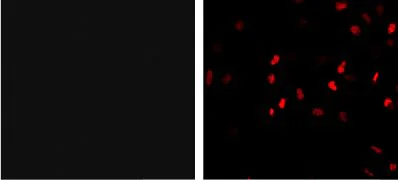 Immunocytochemistry/ Immunofluorescence - Anti-HA tag antibody [HA.C5] (AB18181)