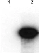 Western blot - Anti-HA tag antibody [HA.C5] (AB18181)