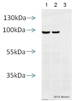 Western blot - Anti-HA tag antibody [HA.C5] (AB18181)