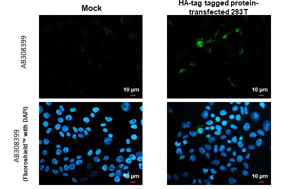 Immunocytochemistry/ Immunofluorescence - Anti-HA tag antibody [HL1603] (AB308398)