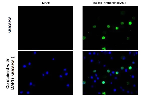 Immunohistochemistry (Formalin/PFA-fixed paraffin-embedded sections) - Anti-HA tag antibody [HL1603] (AB308398), expandable thumbnail