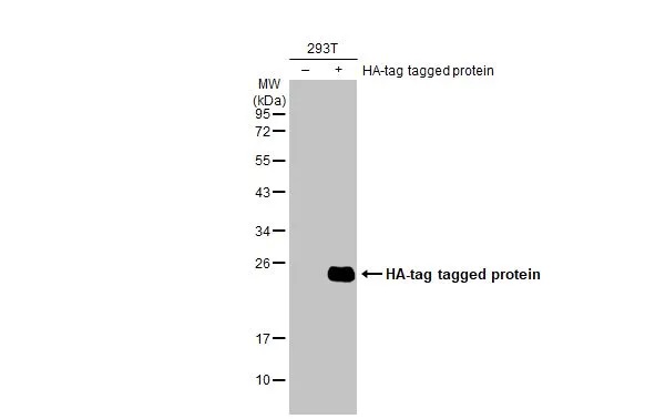 Western blot - Anti-HA tag antibody [HL1603] (AB308398), expandable thumbnail
