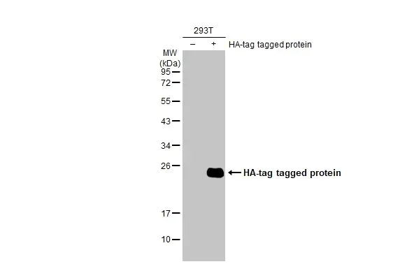 Western blot - Anti-HA tag antibody [HL1603] (AB308398)