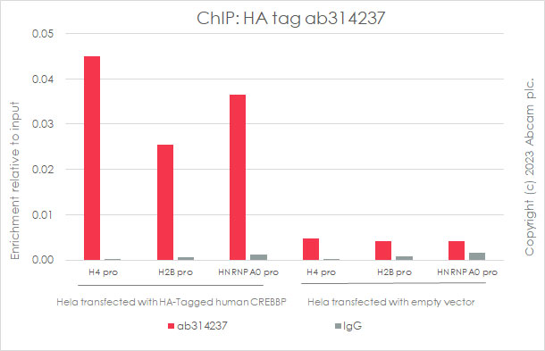 ChIP - Anti-HA tag antibody [RM1058] - BSA and Azide free (AB314238), expandable thumbnail